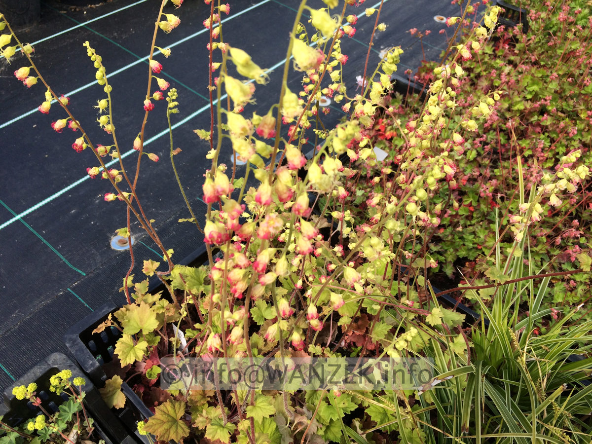 Tellima grandiflora Purpurea.JPG